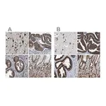 Merck Anti-USP10 antibody produced in rabbit