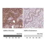 Merck Anti-AQP8 antibody produced in rabbit