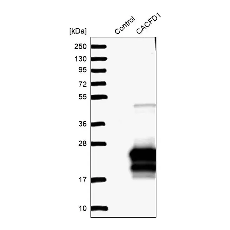 Merck Anti-CACFD1 antibody produced in rabbit