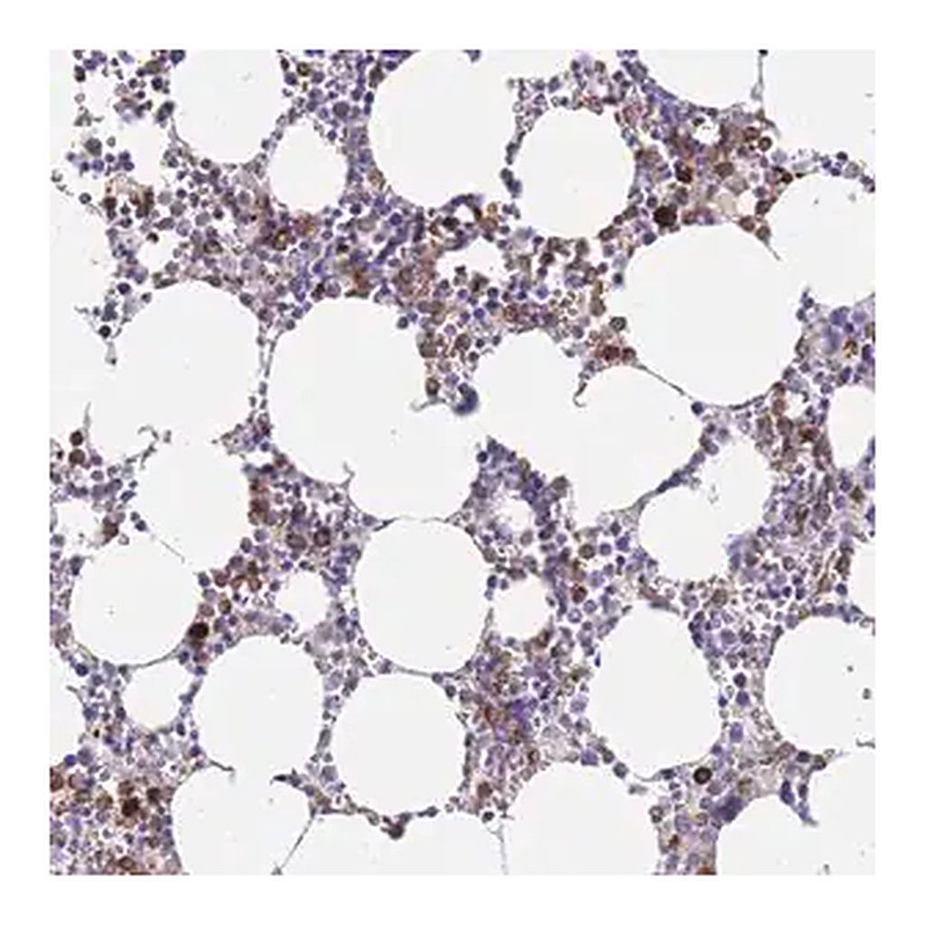 Merck Anti-EPX antibody produced in rabbit