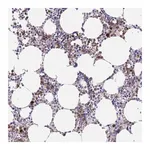 Merck Anti-EPX antibody produced in rabbit