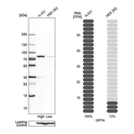 Merck Anti-OPTN antibody produced in rabbit