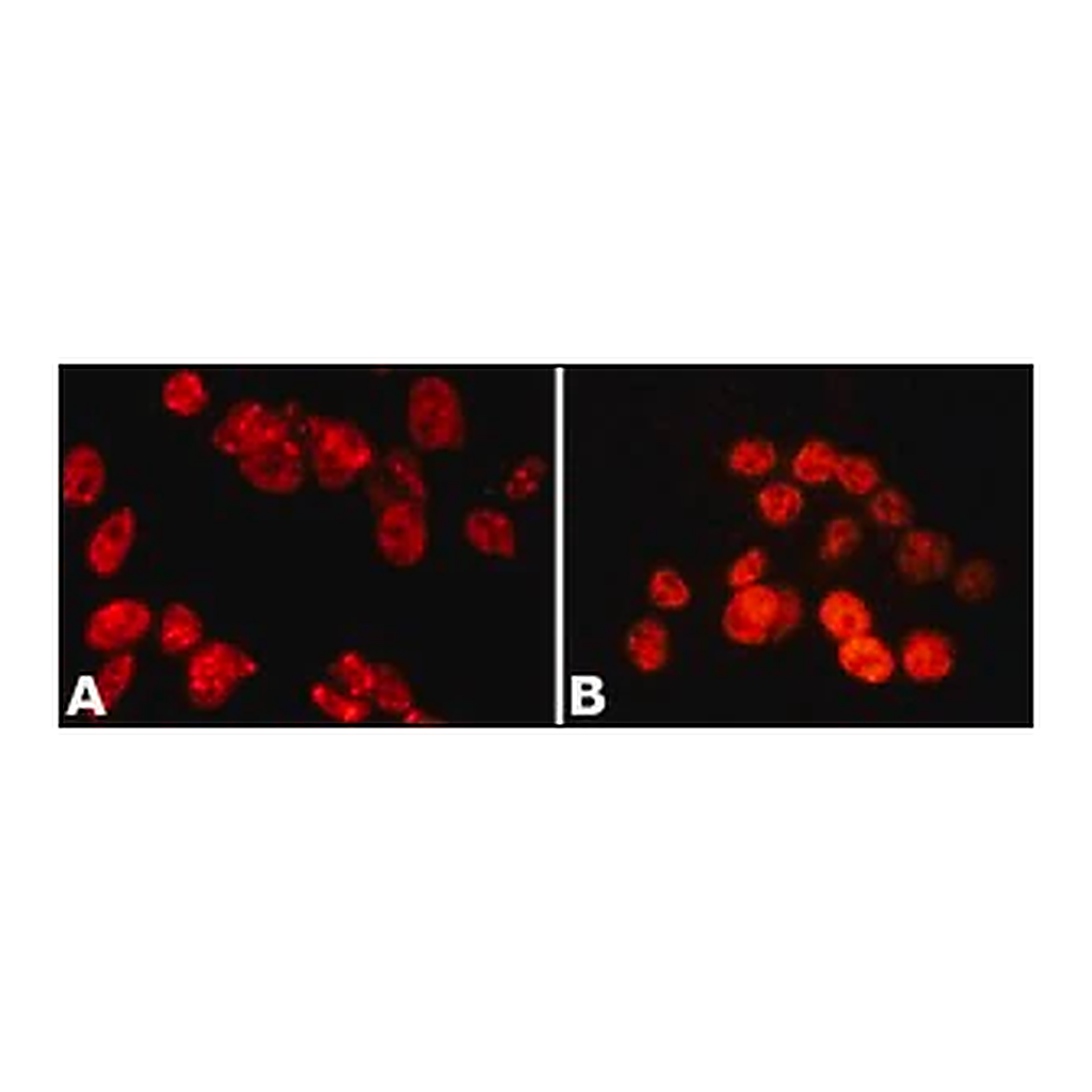 Merck Anti-PSPC1 antibody, Mouse monoclonal