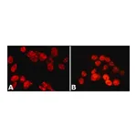 Merck Anti-PSPC1 antibody, Mouse monoclonal
