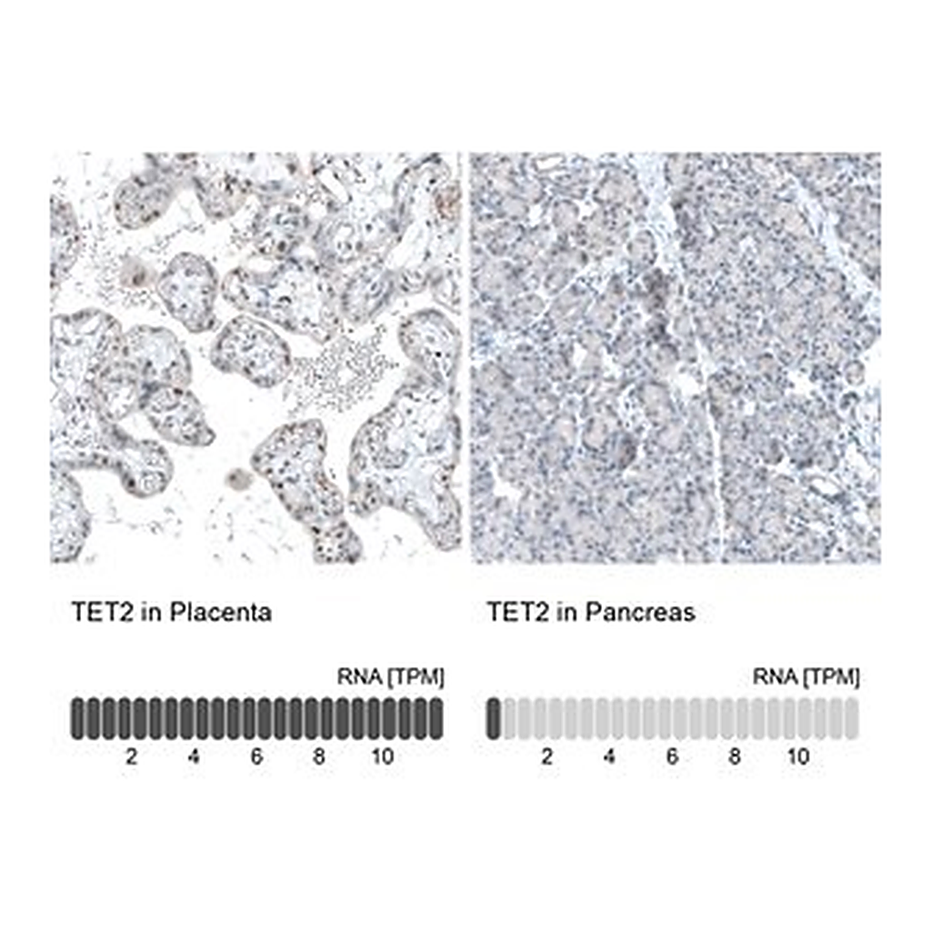 Merck Monoclonal Anti-TET2 antibody produced in mouse