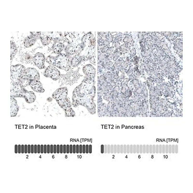 Merck Monoclonal Anti-TET2 antibody produced in mouse