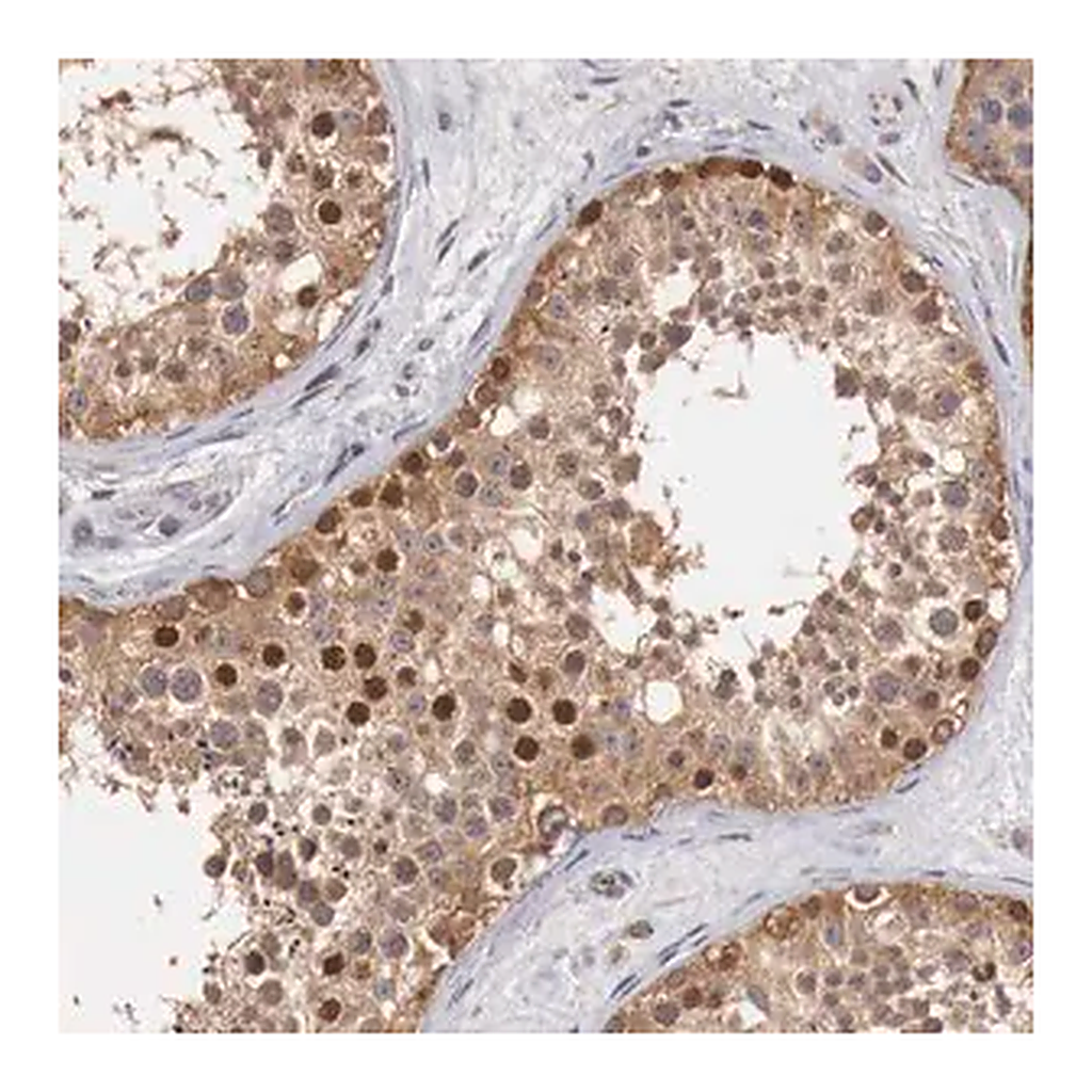 Merck Anti-CCNB3 antibody produced in rabbit
