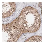 Merck Anti-CCNB3 antibody produced in rabbit