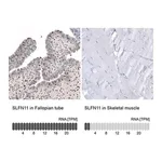 Merck Anti-SLFN11 antibody produced in rabbit