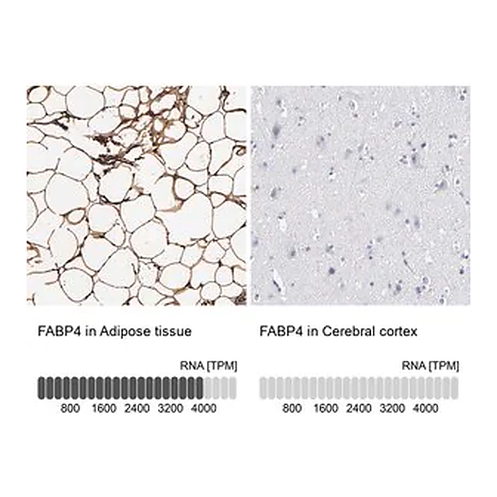 Merck Anti-FABP4 antibody produced in rabbit