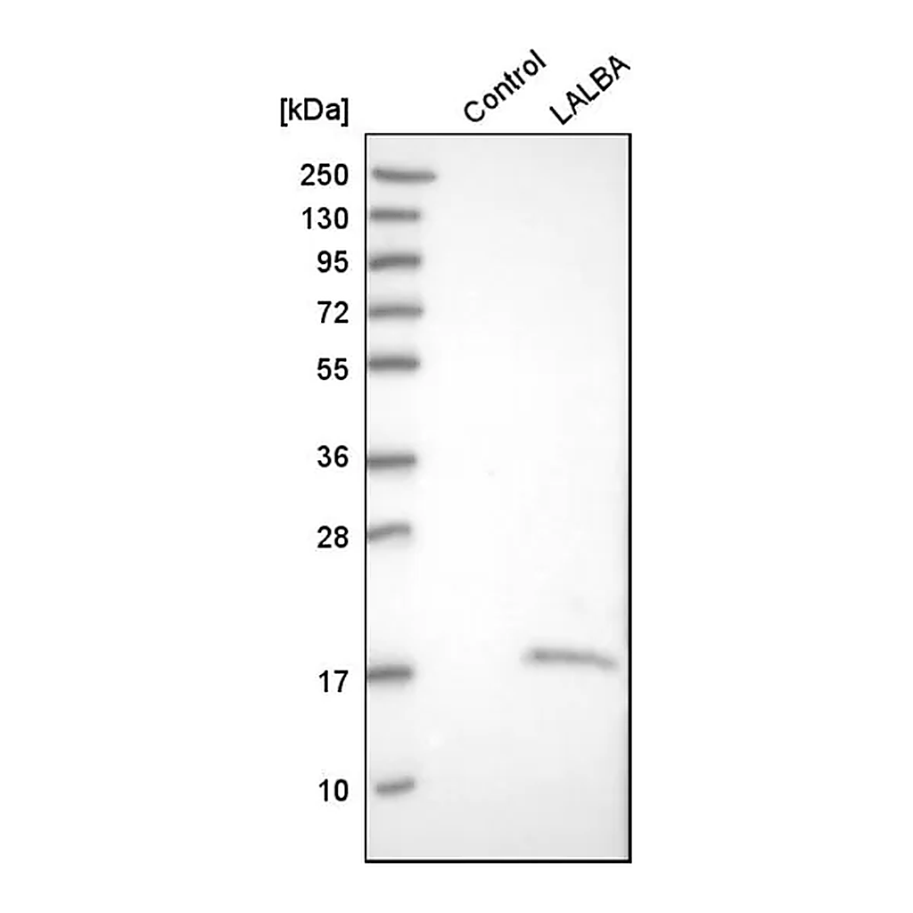 Merck Anti-LALBA antibody produced in rabbit