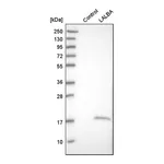 Merck Anti-LALBA antibody produced in rabbit