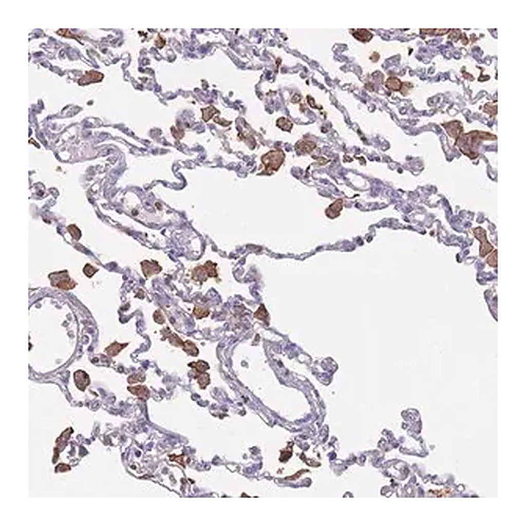Merck Anti-CD33 antibody produced in rabbit
