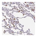 Merck Anti-CD33 antibody produced in rabbit