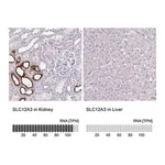 Merck Anti-SLC12A3 antibody produced in rabbit