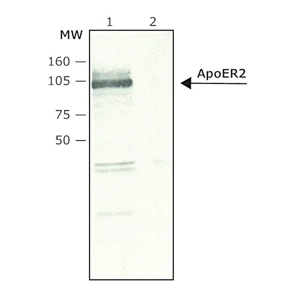 Merck Anti-ApoER2 antibody produced in rabbit