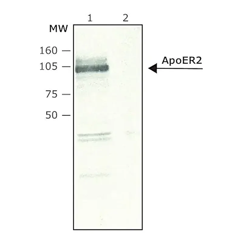 Merck Anti-ApoER2 antibody produced in rabbit