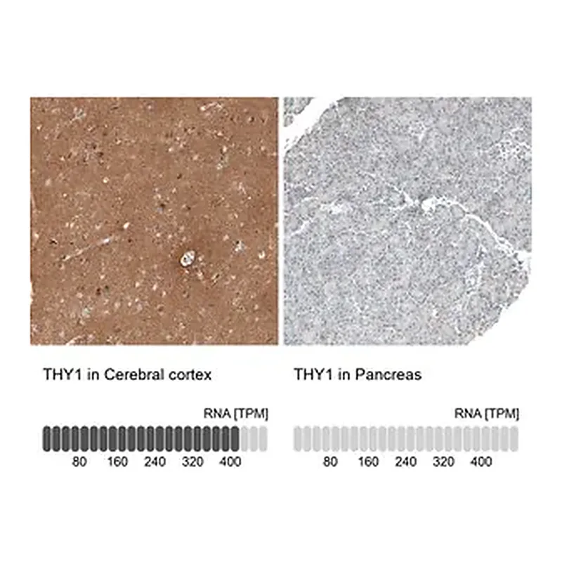 Merck Anti-THY1 antibody produced in rabbit