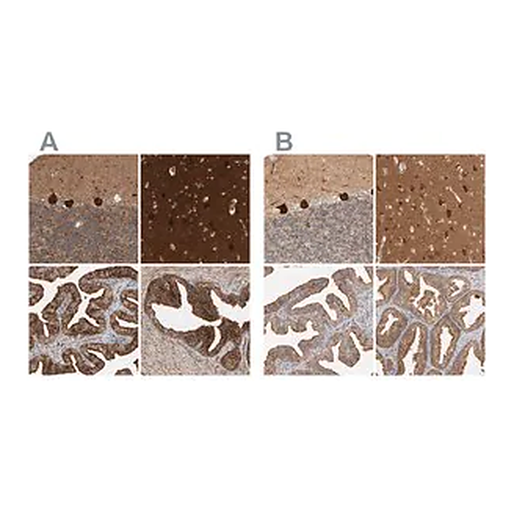 Merck Anti-BAIAP2 antibody produced in rabbit