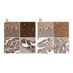 Merck Anti-BAIAP2 antibody produced in rabbit