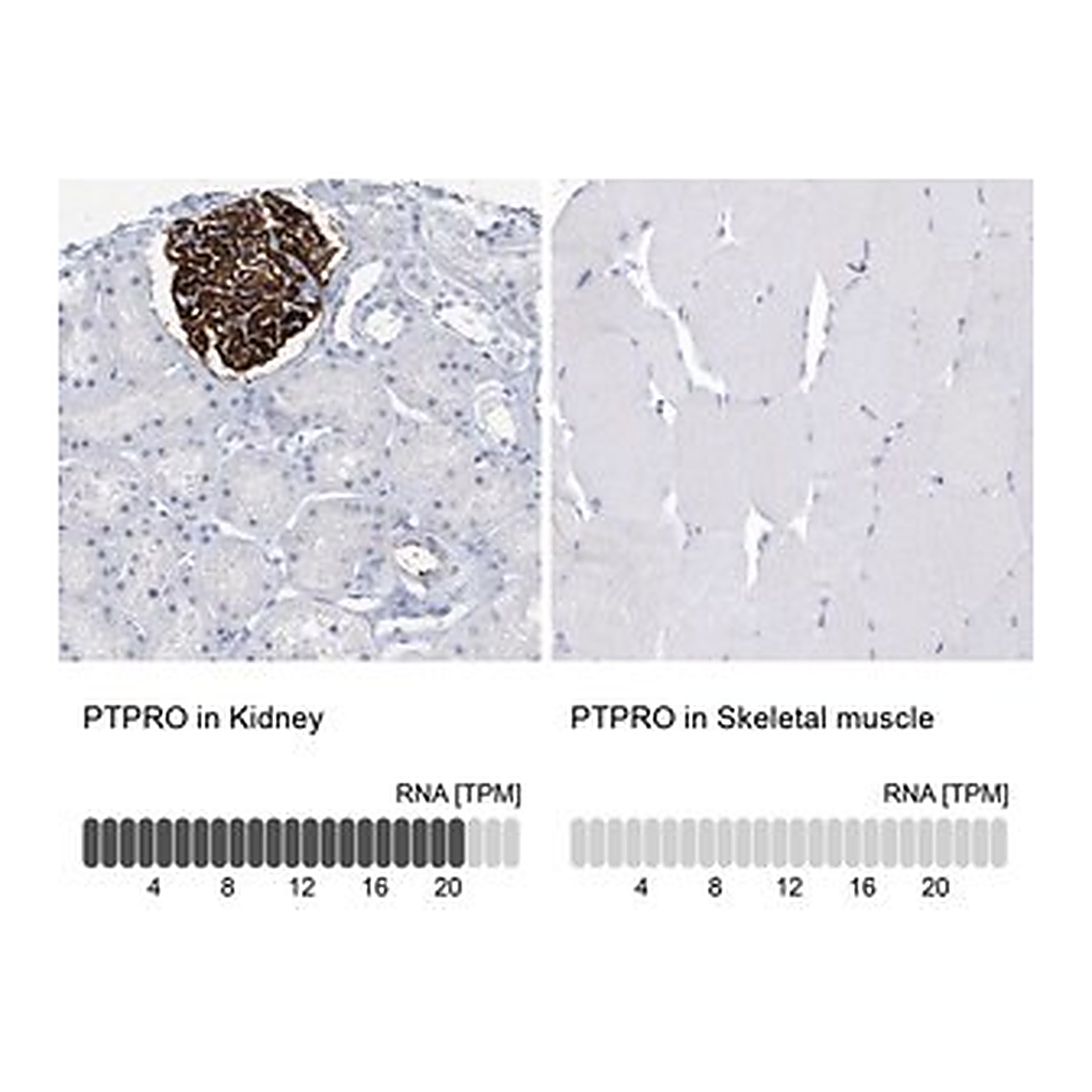Merck Anti-PTPRO antibody produced in rabbit