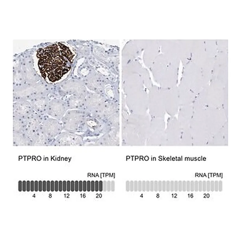 Merck Anti-PTPRO antibody produced in rabbit