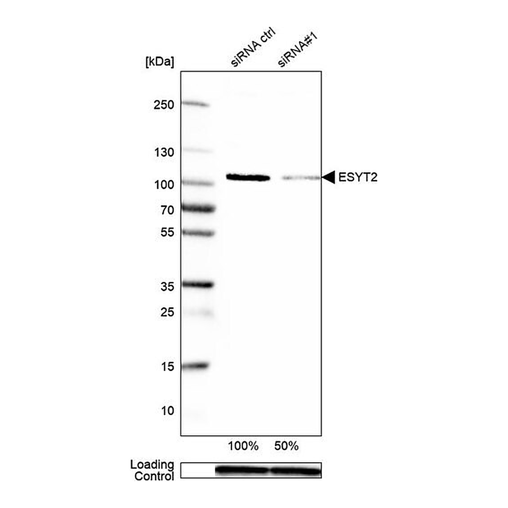 Merck Anti-ESYT2 antibody produced in rabbit