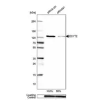 Merck Anti-ESYT2 antibody produced in rabbit