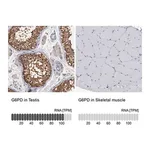 Merck Anti-G6PD antibody produced in rabbit