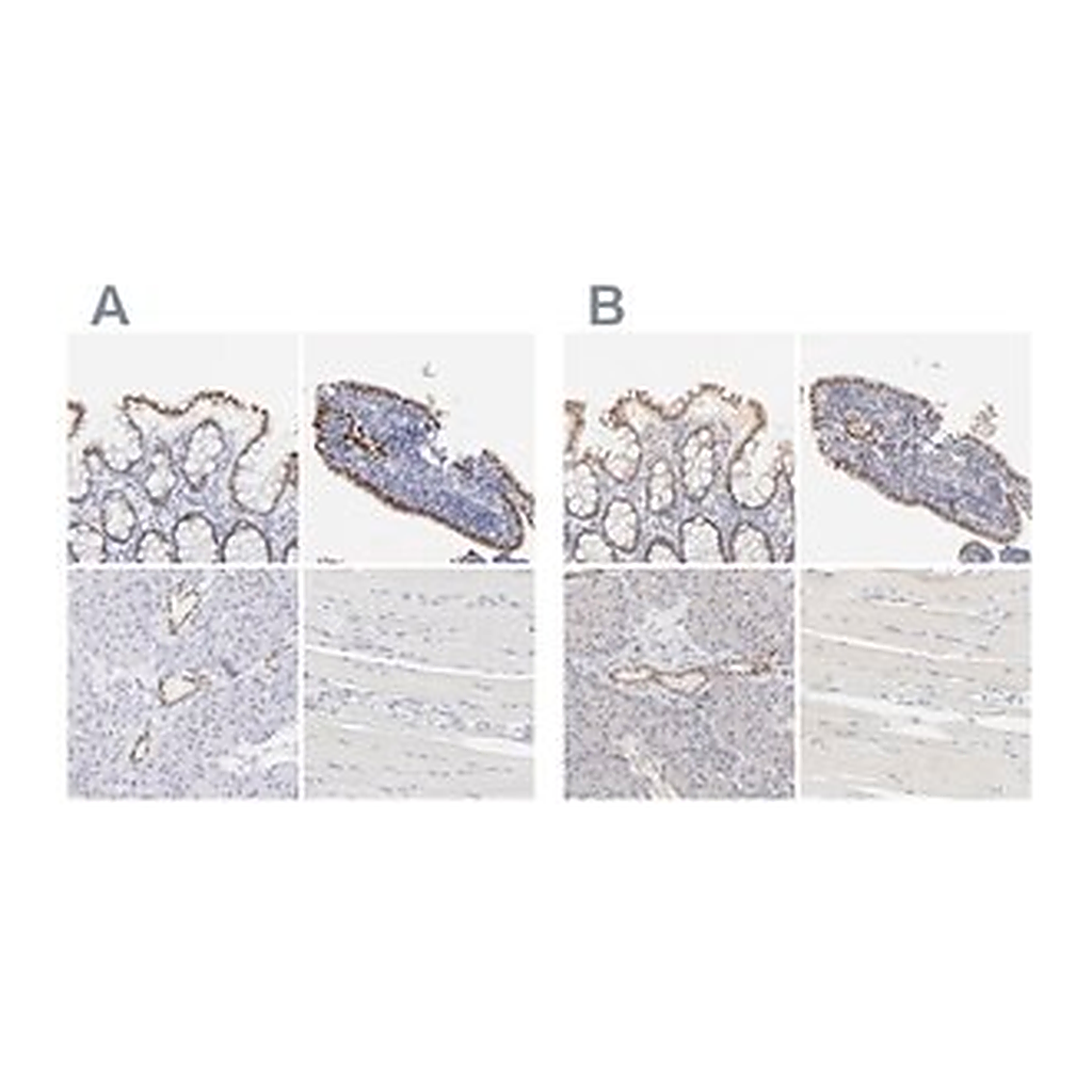 Merck Anti-ELF3 antibody produced in rabbit
