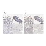 Merck Anti-ELF3 antibody produced in rabbit
