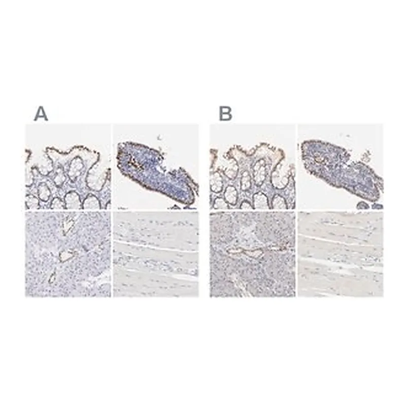 Merck Anti-ELF3 antibody produced in rabbit