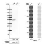 Merck Anti-JUP antibody produced in rabbit