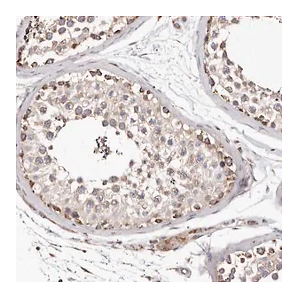Merck Anti-LUZP1 antibody produced in rabbit