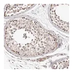 Merck Anti-LUZP1 antibody produced in rabbit