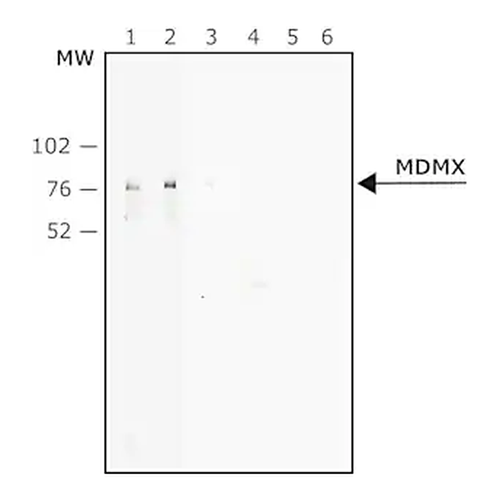 Merck Anti-MDMX antibody, Mouse monoclonal