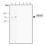 Merck Anti-MDMX antibody, Mouse monoclonal