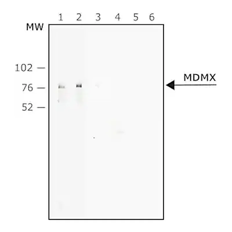 Merck Anti-MDMX antibody, Mouse monoclonal