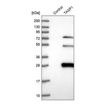 Merck Anti-TASP1 antibody produced in rabbit