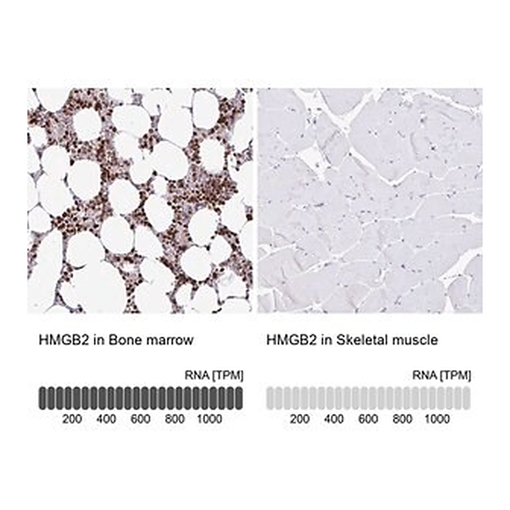 Merck Anti-HMGB2 antibody produced in rabbit