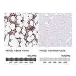 Merck Anti-HMGB2 antibody produced in rabbit