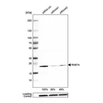 Merck Anti-RAB7A antibody produced in rabbit