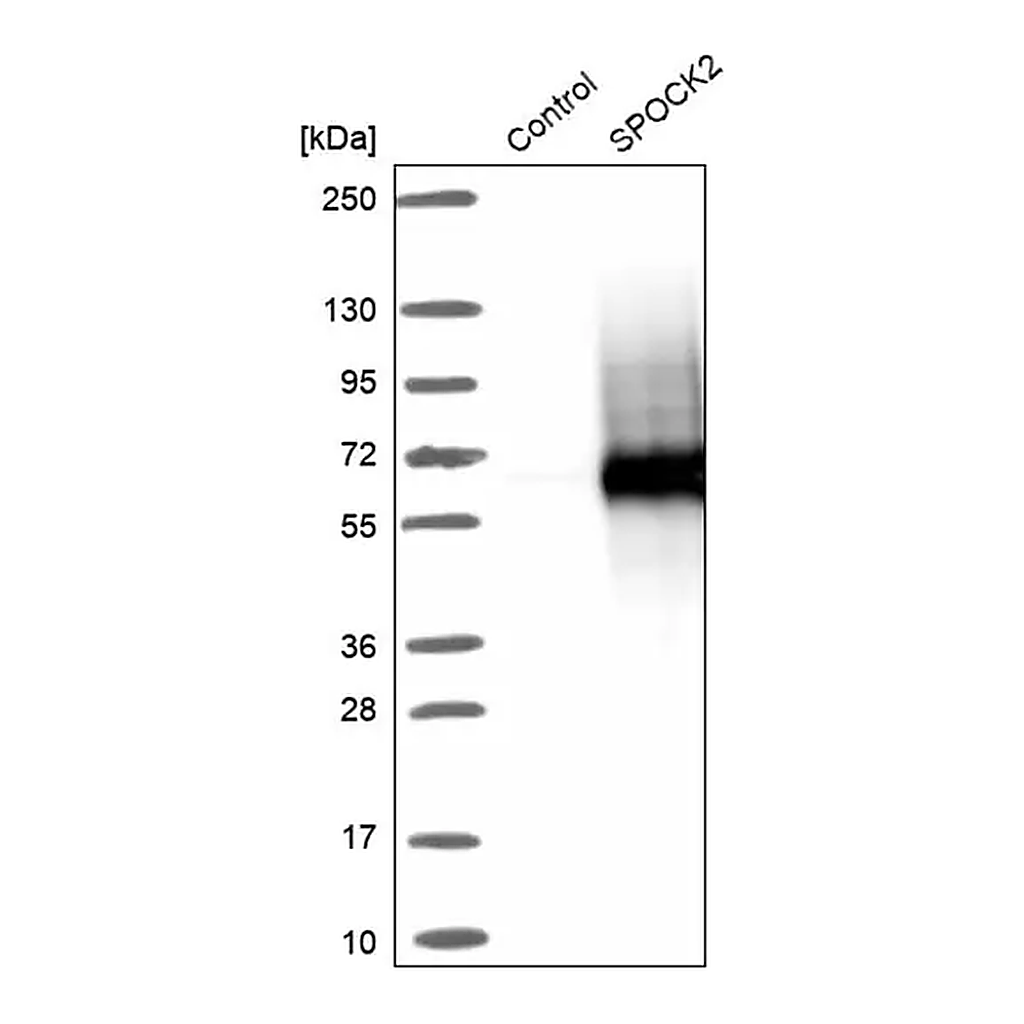 Merck Anti-SPOCK2 antibody produced in rabbit