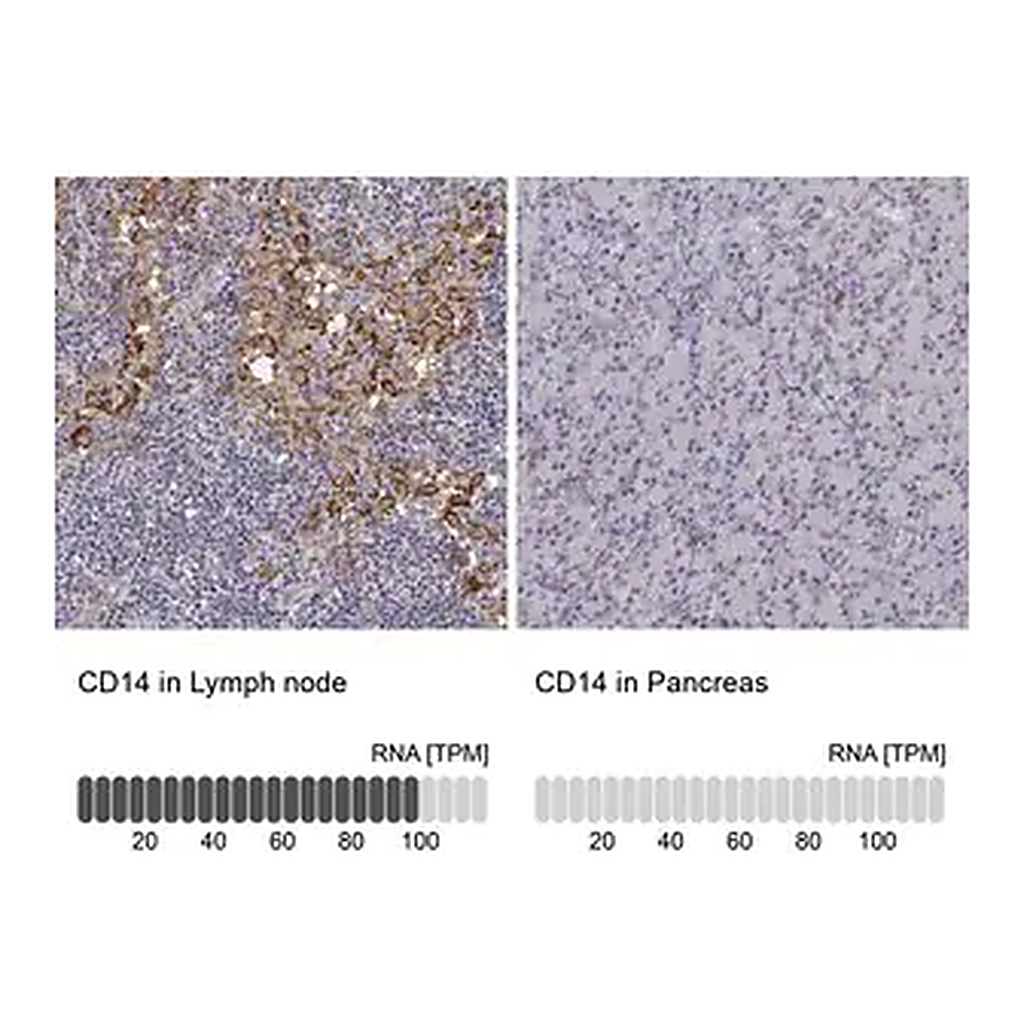 Merck Anti-CD14 antibody produced in rabbit