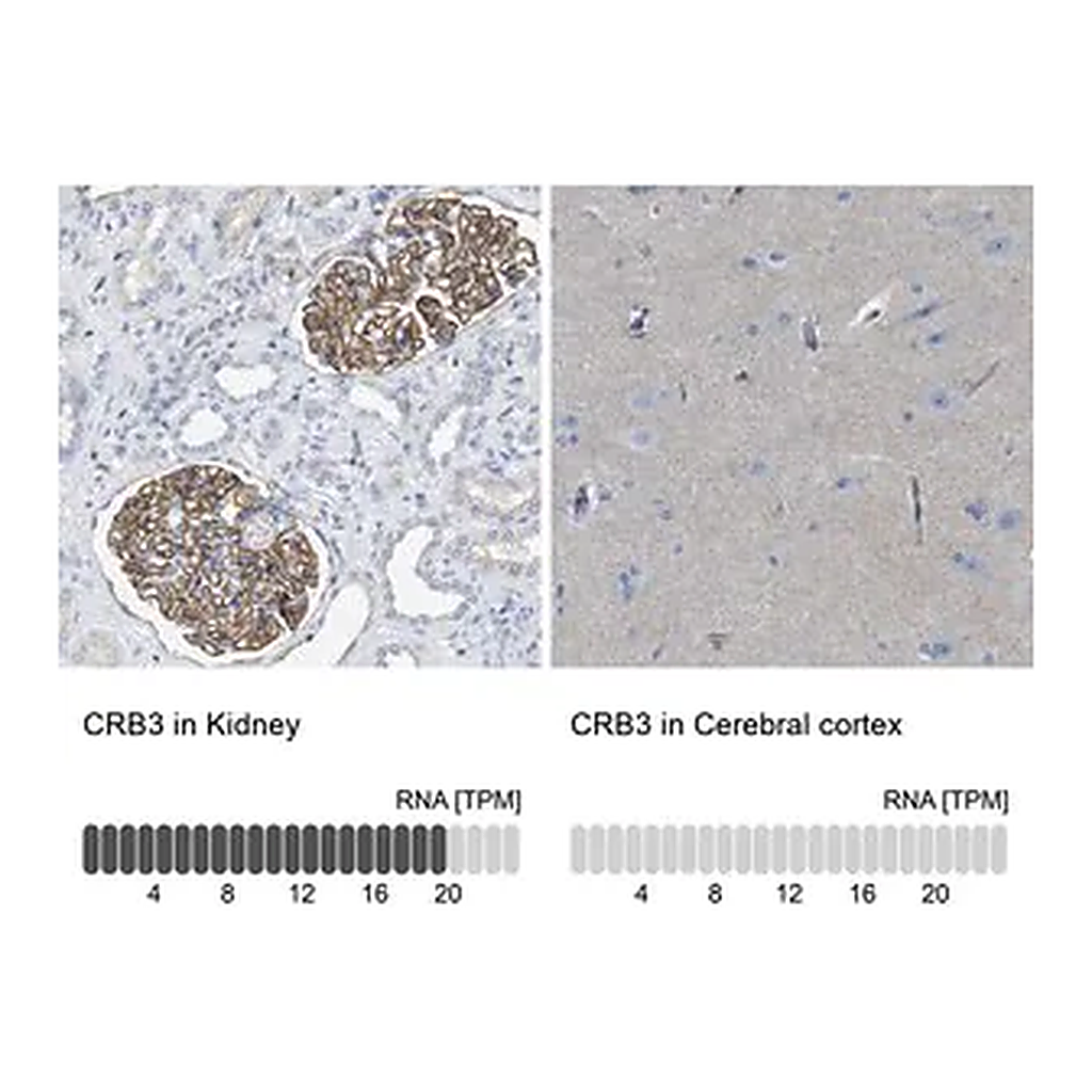 Merck Anti-CRB3 antibody produced in rabbit
