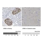 Merck Anti-CRB3 antibody produced in rabbit