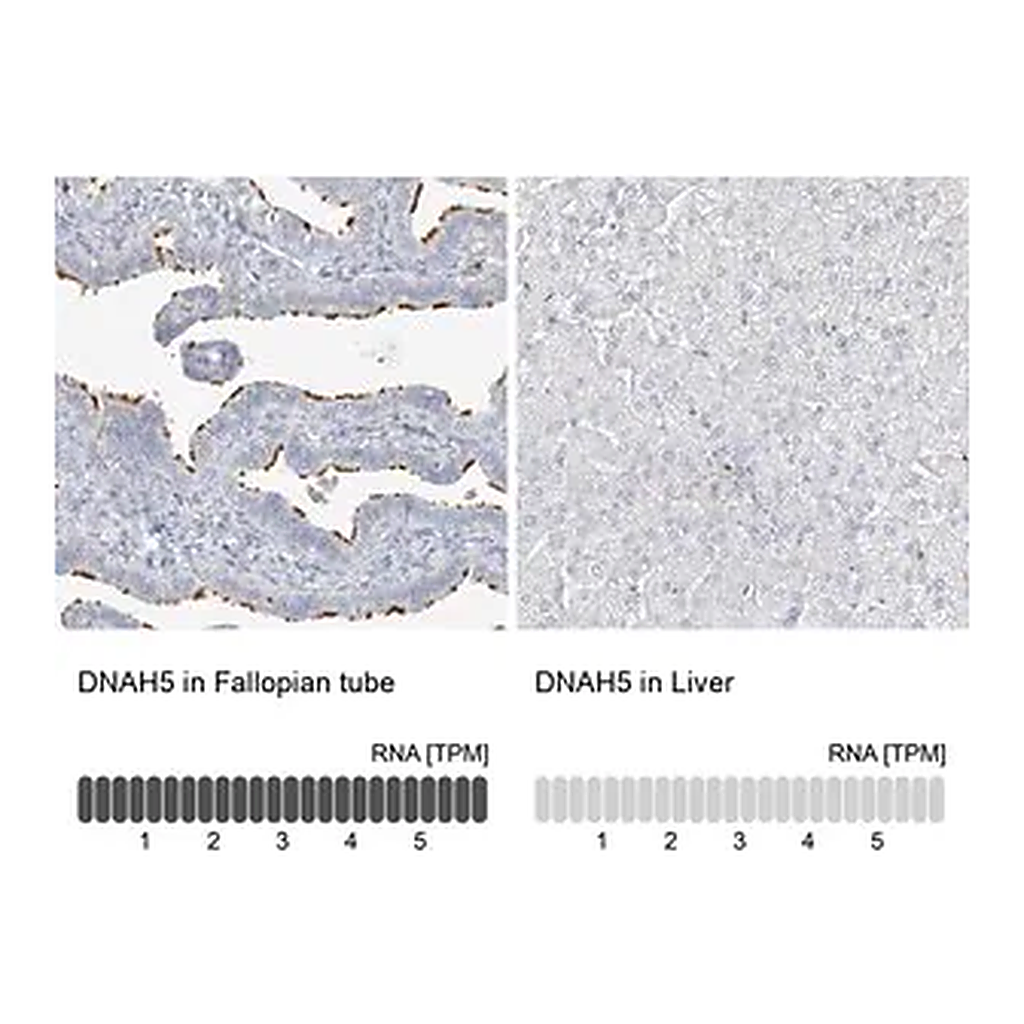 Merck Anti-DNAH5 antibody produced in rabbit