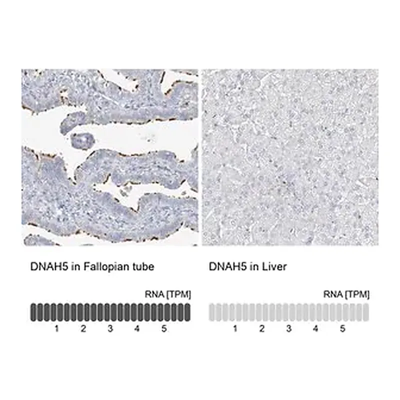 Merck Anti-DNAH5 antibody produced in rabbit