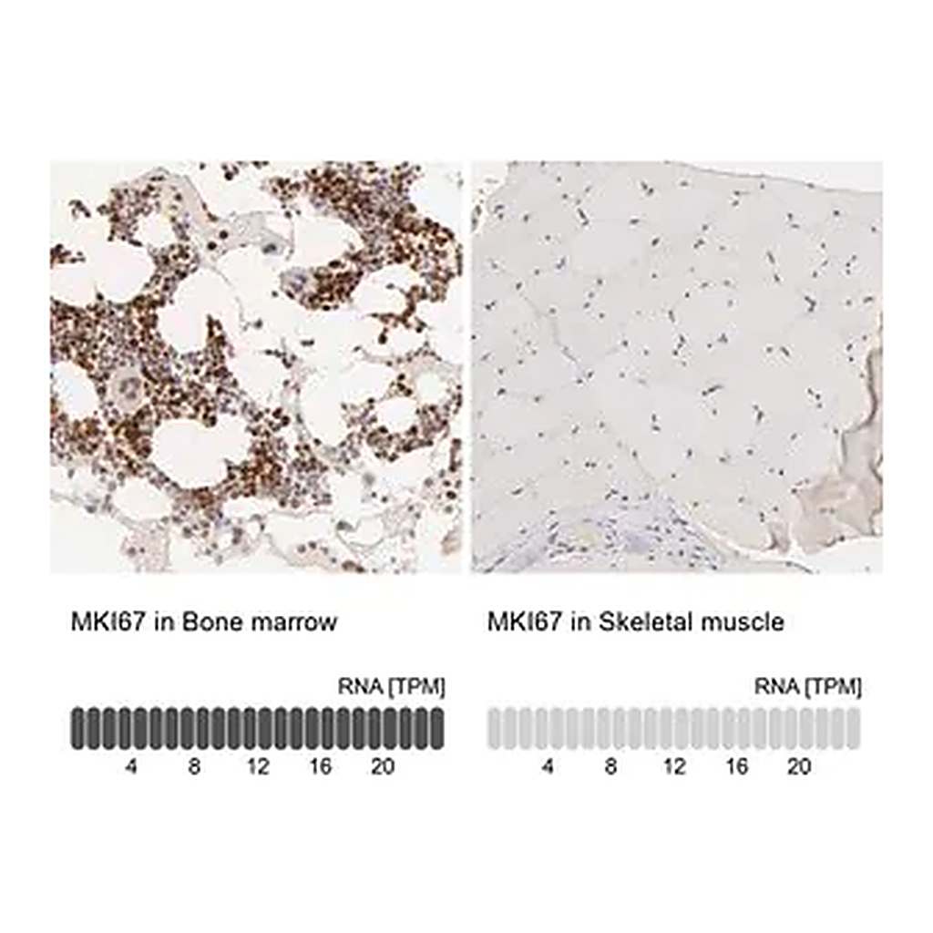 Merck Anti-MKI67 antibody produced in rabbit
