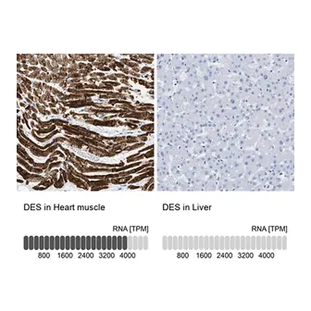 Merck Anti-DES antibody produced in rabbit